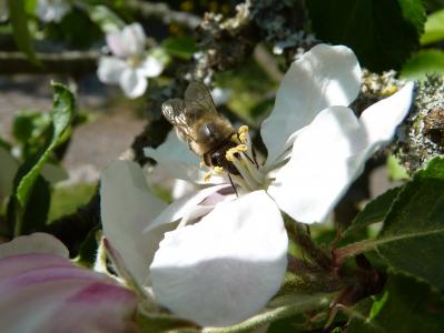 蜜蜂, 苹果树上的花, 苹果, 开花, 绽放, 关闭, 花粉