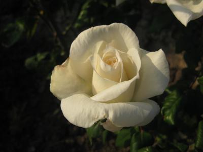 花, 玫瑰, 白玫瑰, 白色, 观赏植物, 自然, 植物