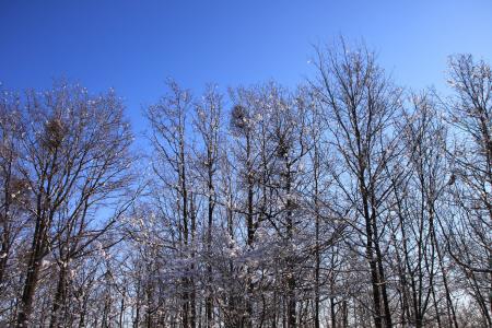 蓝色, 感冒, 森林, 天空, 白雪皑皑, 树木, 白色