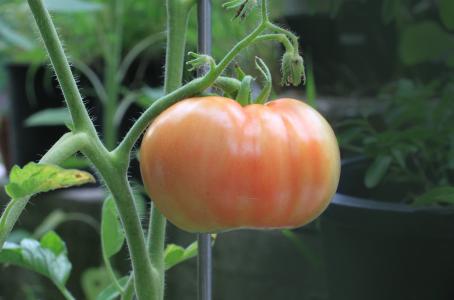 番茄, 食品, 营养, 植物, 花园, 成熟, 更改