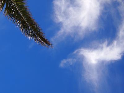 蓝蓝的天空, 云计算, 棕榈树, 叶, mabori 海岸, 海, 东京湾