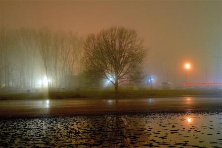 雾, 晚上, 树, 光, 阴影, 剪影, 池塘