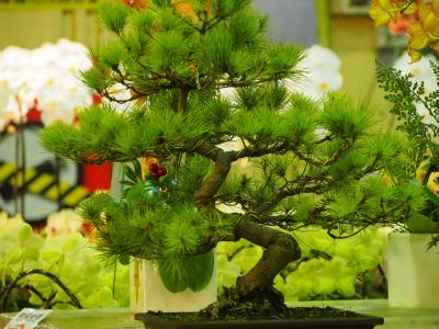 松树, 盆栽的植物, 台北, 花卉市场