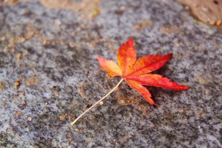 美丽, 秋天的叶子, 多彩, 枫叶, 秋天, 京都议定书, 日本
