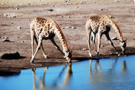 长颈鹿, 水洞, 动物, 非洲, 野生动物园, 自然, 野生动物