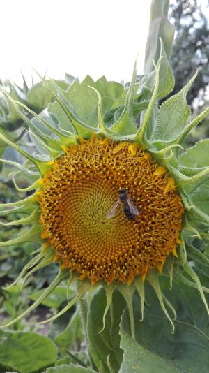 蜜蜂, 向日葵, 自然