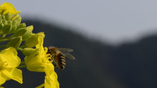 强奸, 蜜蜂, 宏观, 花