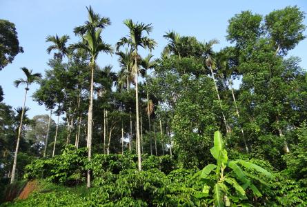 咖啡种植园, 小山, 槟榔棕榈, ammathi, coorg, 卡纳塔克, 印度