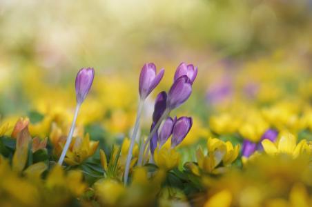 番红花, winterling, 紫色, 黄色, 花, 自然, 开花