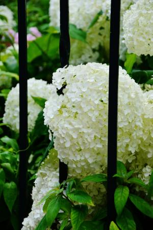 绣球花, 白绣球, 花园, 花园篱笆, 花, 一种观赏灌木, 白色的花