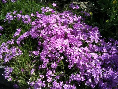 春天, 花, 紫色, 白色, 自然, 绽放
