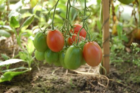 西红柿, 蔬菜, 番茄, 食品, 别墅, 收获, 收获