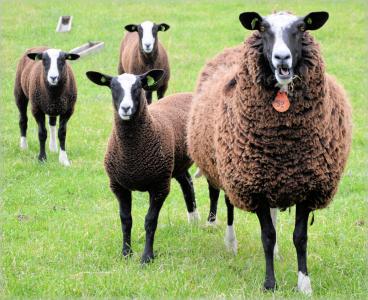 羊, 羔羊, 白色, 农场, 动物, 羔羊, 棕色