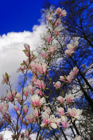 木兰, 花, 白色, 春天, 自然, 盛放, blütenmeer