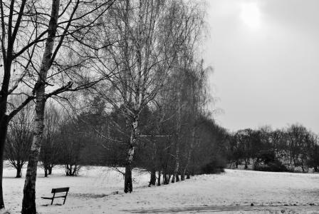树木, 雪, 冬天