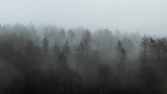 森林, 雾, 天气, 树, 感冒, 秋天, 冬天