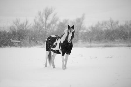 冬天, 马, 雪, 动物, 自然, 马, 白色
