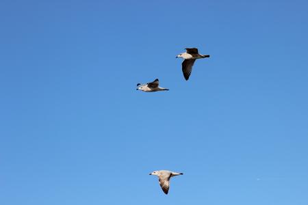 海鸥, 鸟类飞行, 天空