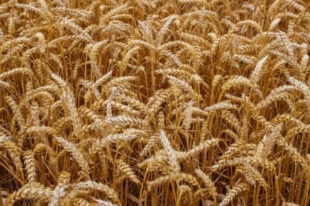 小麦, 粮食, 作物, 面包, 收获, 农业, 种子