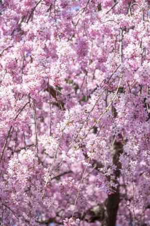 哭泣的樱桃树, 樱桃, 花, 春天, 日本, 粉色, 春天的花朵