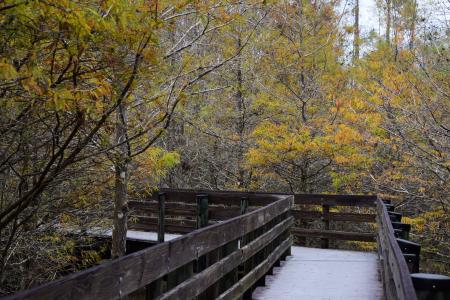 走道, 秋天, 路径, 自然, 线索, 木材, 秋天