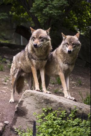 狼, 狼群, 欧洲狼, 狼, 捕食者, 动物园, 岩石