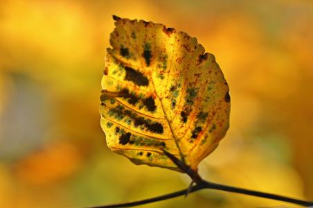 秋天, 秋天的落叶, 叶子, 10 月, 多彩, 秋天的颜色, 在秋天的表