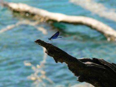 蜻蜓, 昆虫, 蓝色, 脆弱, 自然, 时刻, 沉默