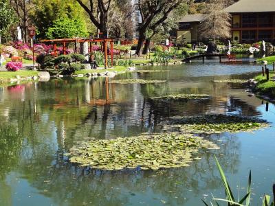 湖, 日本花园, 布宜诺斯艾利斯, 池塘, 树, 水