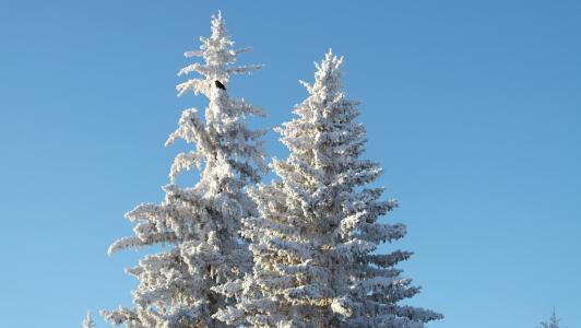 树, 感冒, 冬天, 雪, 乌鸦, 常绿, 赛季