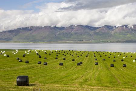 冰岛, 饲料包, 景观, 贝尔, 农业, 农场, 农村现场
