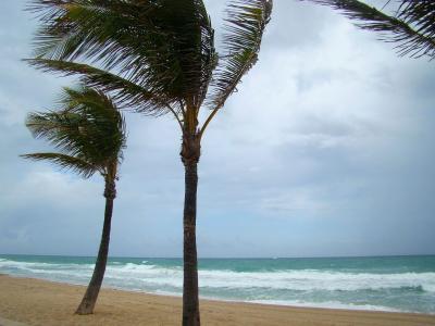 树, 棕榈, 天空, 海洋, 风, 风暴, 海滩