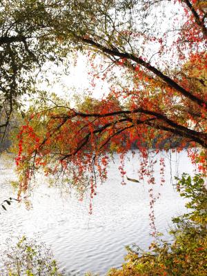 河, 主要, 银行, 五颜六色的树叶, 秋天, 红叶