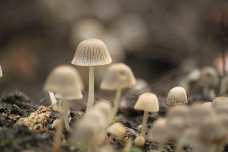 蘑菇, 秋天, 森林, 自然, 小蘑菇, 潮湿, 植物