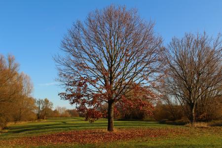 公园, 秋天, 树, 太阳, 秋天的树叶, 走了, 自然