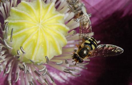 蜜蜂, 特写, 植物区系, 花, 蚜, 昆虫, 宏观
