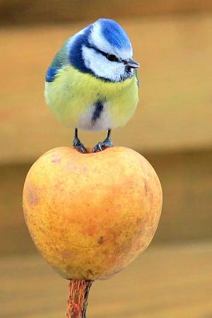 山雀, 蓝雀, 苹果, 站, 鸣禽, 野生动物摄影, 小的鸟