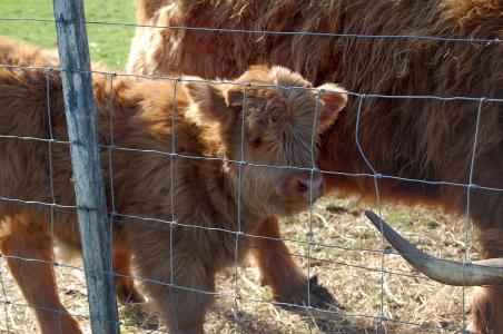 苏格兰高地牛, 农场, 小牛, 宝贝, 动物, 可爱, 母牛