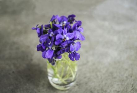 紫罗兰, 紫罗兰色, 花, 春天, 宏观, 自然, 花园