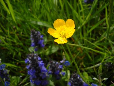 阿尔卑斯褐色, 花, 黄色, 草药, 夏季, 植物区系, 户外