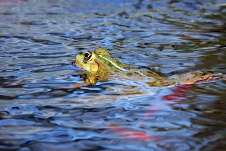 青蛙, 水蛙, 动物, 蛙池里, 两栖类动物, 浮在水面上, 湖