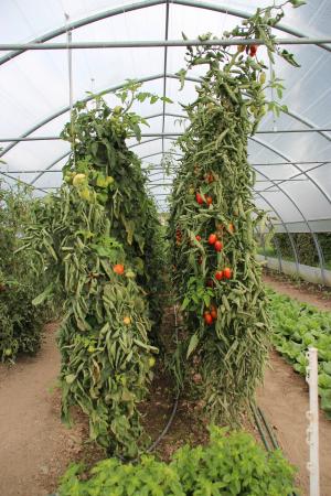 番茄, 西红柿, 红色, 葡萄树, 成熟, 植物, 增长