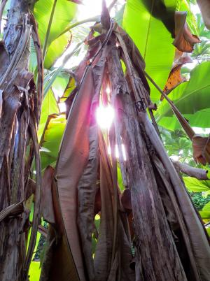 香蕉灌木, 香蕉棕榈, 树, 光, lichtspiel, 心情