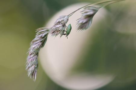 绿色 stinkwanze, 幼虫阶段, palomena prasina, 昆虫, 自然, bug, 臭虫幼虫