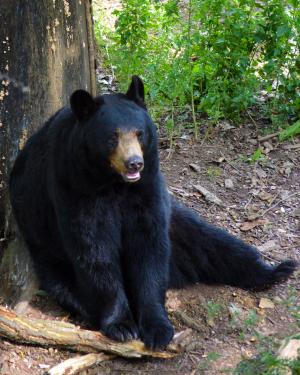 美国黑熊, 熊, 坐, 哺乳动物, 毛皮, 野生动物, 野生