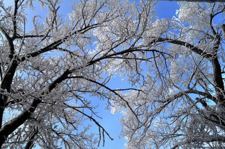 树, 自然, 冬天, 雪, 树木, 天空, 白色