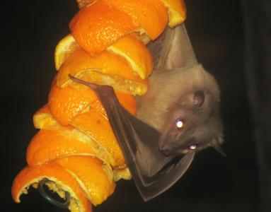 埃及 fruitbat, 蝙蝠, fruitbat, 哺乳动物, 挂, 水果, 橘子