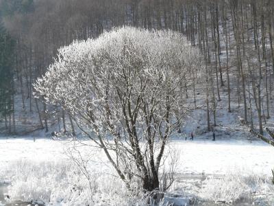 树, 白霜, 雪, 回光, 厚厚的积雪, 寒冷, 冬天