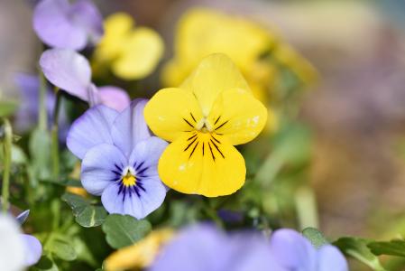 紫罗兰色, 花, 春天的花朵, 花, 蓝色, 黄色, 花园