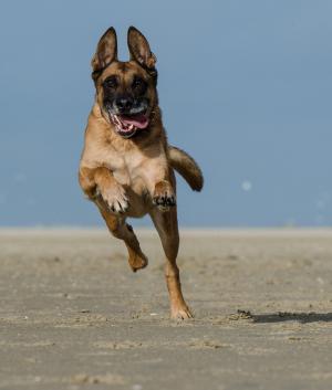 玛利诺, 在海滩上奔跑的狗, 比利时牧羊犬, 狗, 宠物, 动物, 海滩
